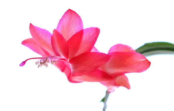 Picture flower, petals, cactus