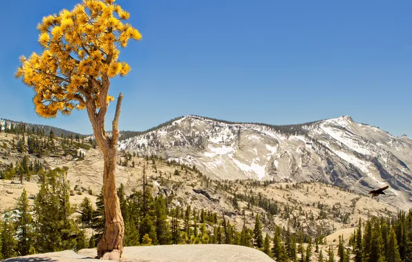 Forest, trees, mountains, rocks, view