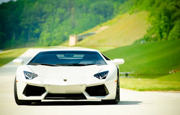 Road, white, trees, lawn, shadow, white, lamborghini, aventador