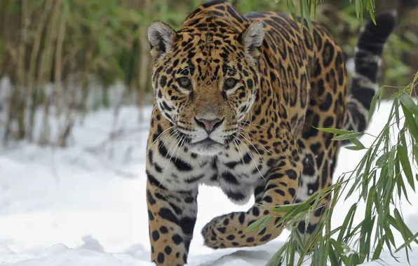 Picture winter, leaves, snow, branch, Jaguar