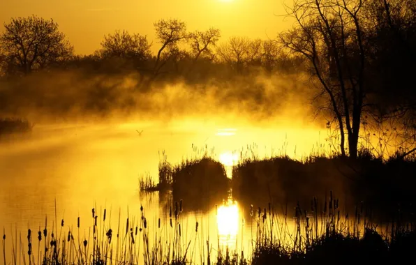 Grass, the sun, trees, fog, morning, Swamp