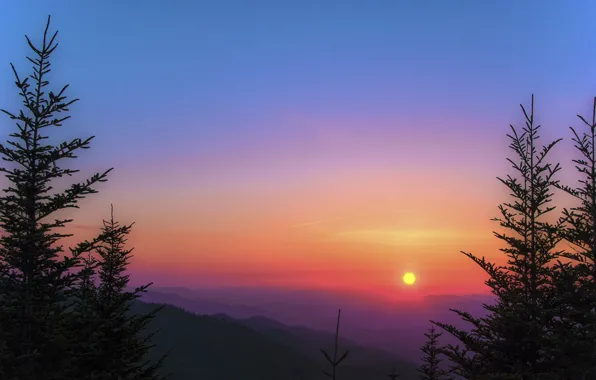 Picture forest, the sun, trees, mountains, sunrise, tree, morning