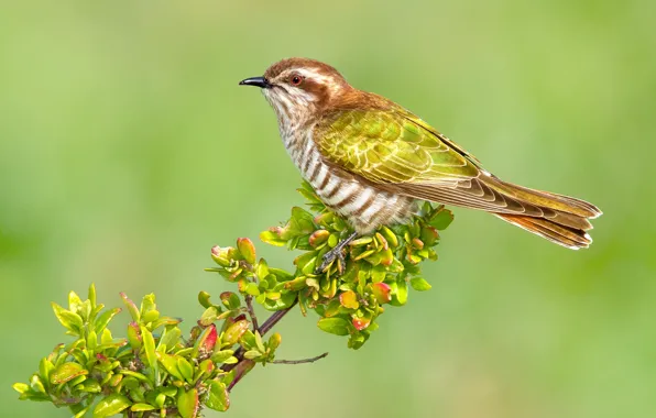 Picture leaves, bird, branch, Australia, red-tailed bronze cuckoo