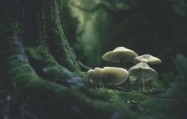 Forest, the dark background, tree, mushrooms, moss, toadstool, family