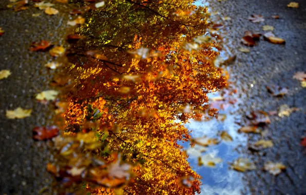 Autumn, water, macro, foliage, puddle, Dave рhotography
