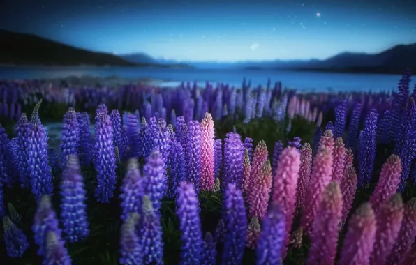Field, flowers, night, nature, lake, the evening, New Zealand, Lupins