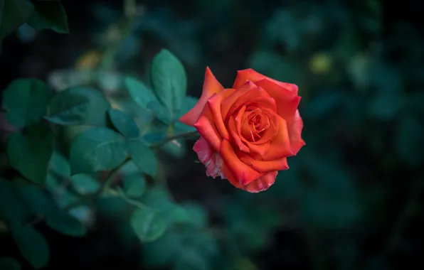 Picture leaves, branches, red, the dark background, roses, garden, bokeh