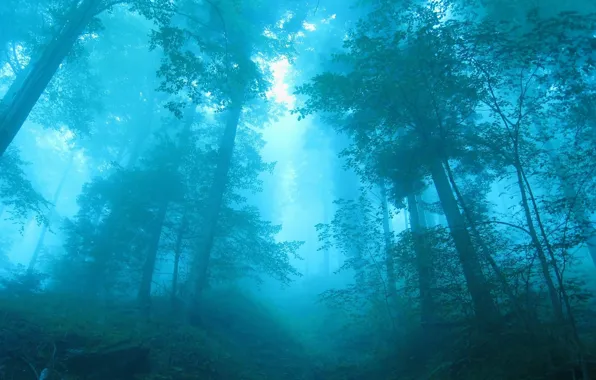Picture forest, trees, blue, fog