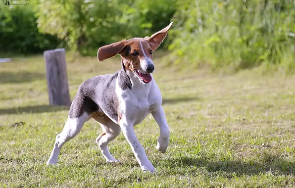 Portrait, Dogs, Estonian hound