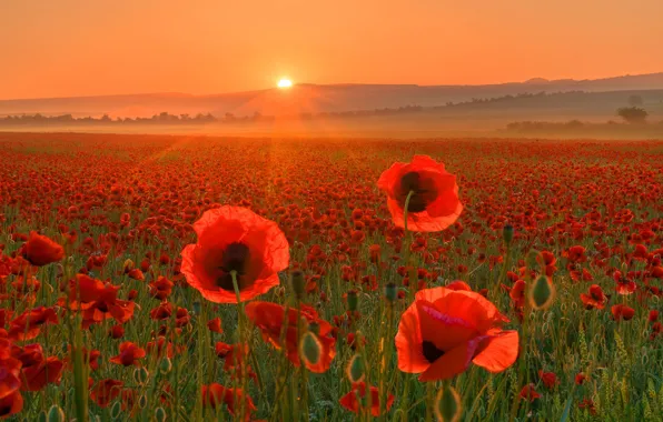 Summer, the sky, the sun, light, sunset, flowers, dawn, hills