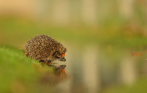 Look, water, nature, reflection, background, leaf, muzzle, hedgehog