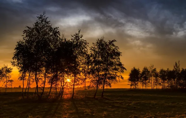 Picture field, trees, sunset