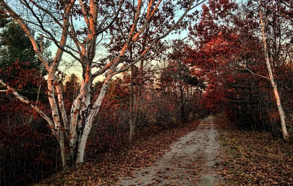 Road, autumn, nature