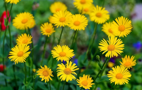 Blur, doronikum, yellow daisies