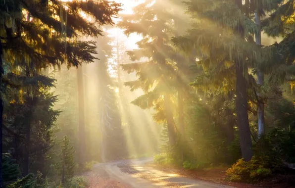 Picture road, forest, light