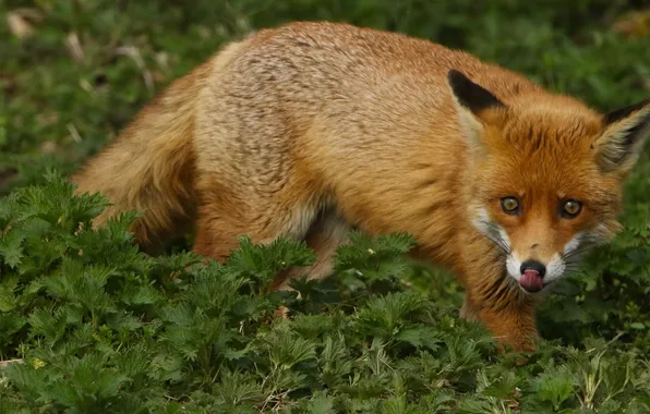 Language, grass, look, face, Fox, red