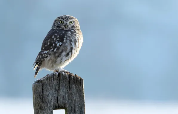 Background, owl, bird