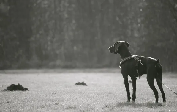 Picture photo, mood, black and white, dog