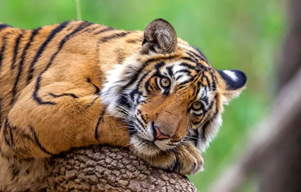 Picture cat, predator, Bengal tiger
