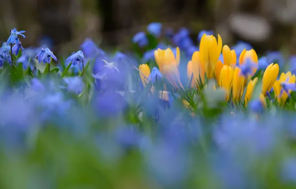 Flowers, nature, spring