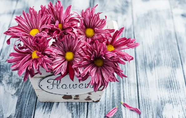 Picture flowers, bouquet, chrysanthemum, Purple