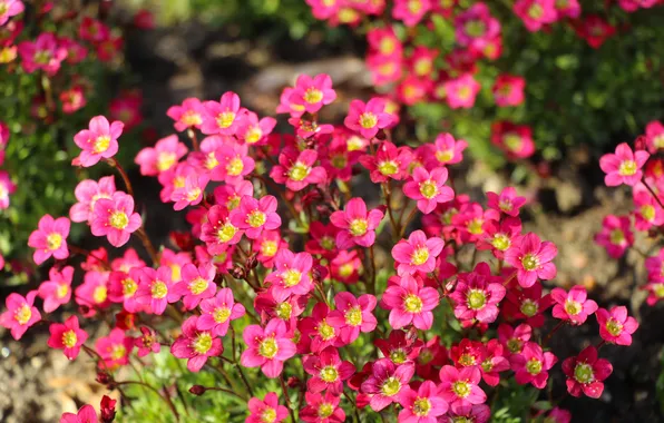 Flower, pink, blooming