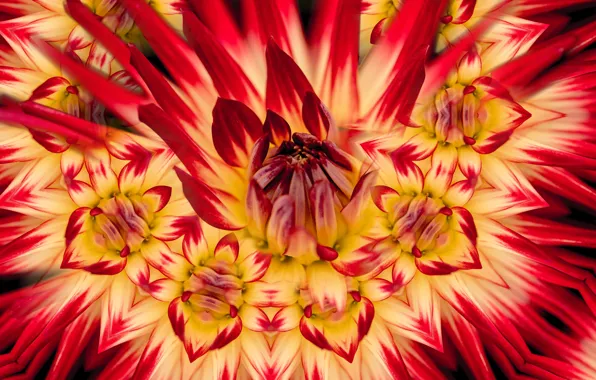Flower, macro, pattern, petals, red, Dahlia, yellow