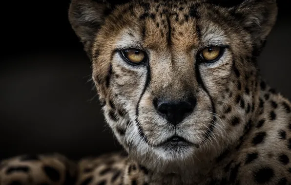 Picture portrait, predator, Cheetah