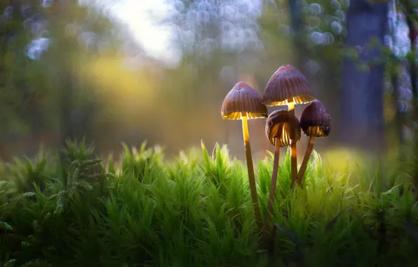 Forest, light, mushrooms, moss, bokeh, toadstool, family