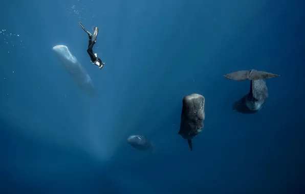 Sea, the ocean, the diver, kit, sperm whale