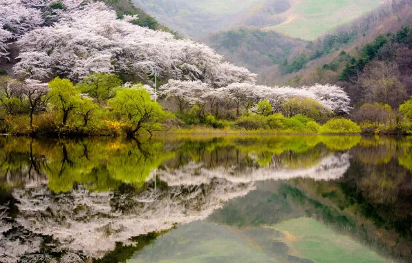 Picture forest, water, trees, mountains, lake, reflection, spring, flowering