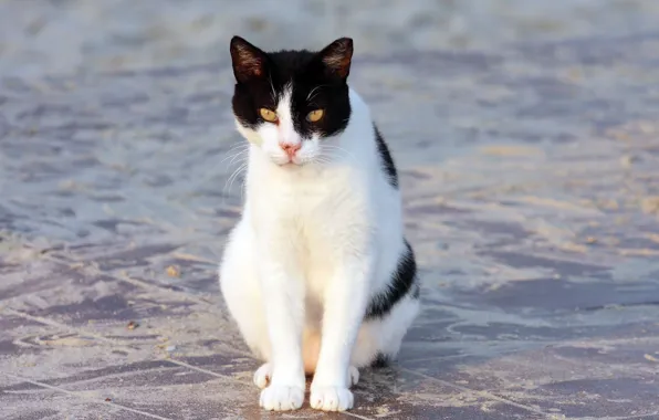 Picture cat, cat, sitting, white-black