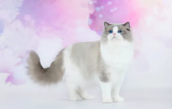 Cat, cat, look, background, fluffy, pink, blue-eyed, handsome