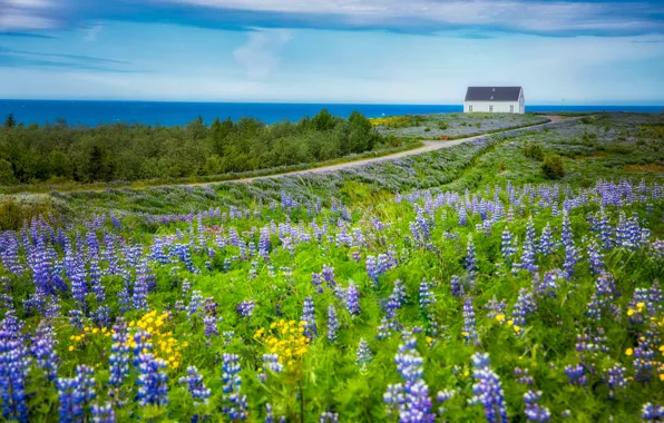 Road, greens, field, summer, clouds, flowers, yellow, home