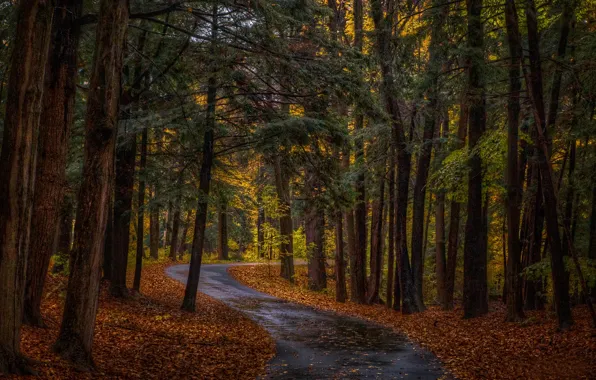 Road, autumn, forest, trees
