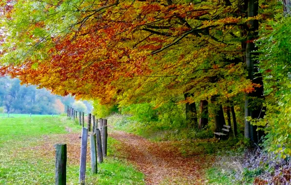 Field, autumn, leaves, trees, bench, Nature, trail, trees