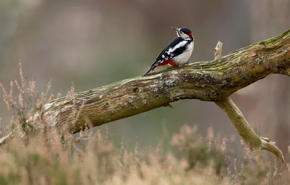 Pose, bird, branch, woodpecker, snag, log, bokeh