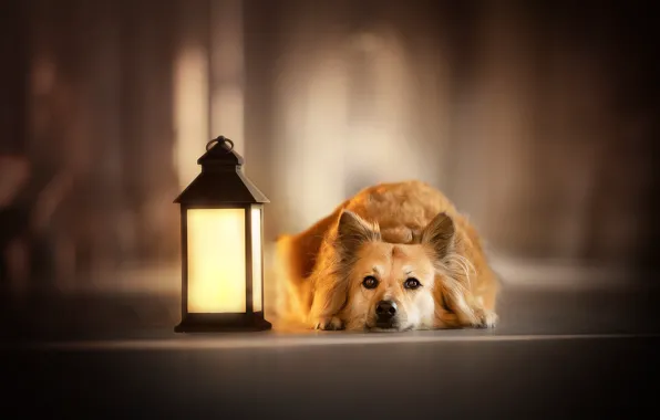Look, face, dog, lantern, bokeh