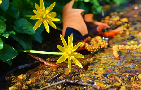 Spring, Flowers, Flowers, Spring, Buttercups