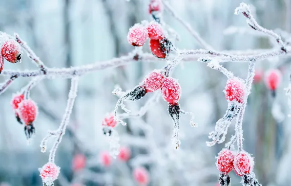 Winter, frost, macro, berries, branch, frost, briar