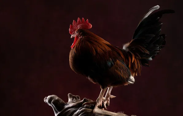 Picture photo, Svetlana Pisareva, Vietnamese cock