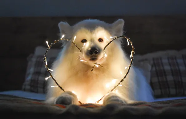 Look, pose, dog, face, Samoyed