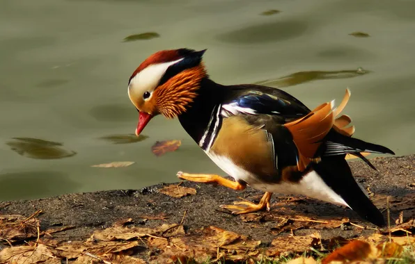 Picture pond, duck, Mandinka, golaith