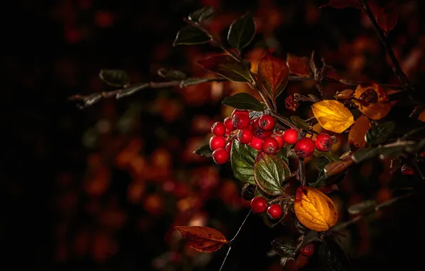 Picture autumn, leaves, macro, berries, branch