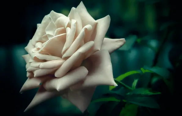 Macro, bokeh, white rose
