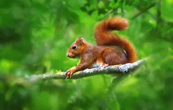 Branches, protein, red, bokeh