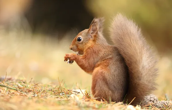 Picture nature, pose, background, legs, protein, tail, red, sitting