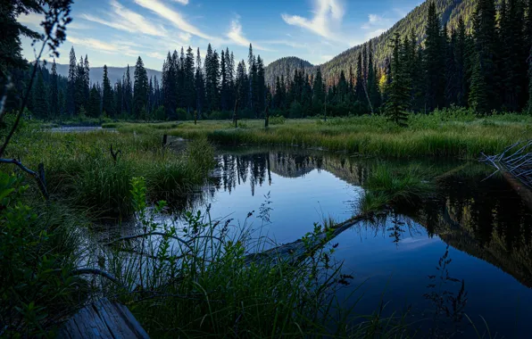 Picture forest, mountains, nature, reflection, shore, Canada, Albert, pond