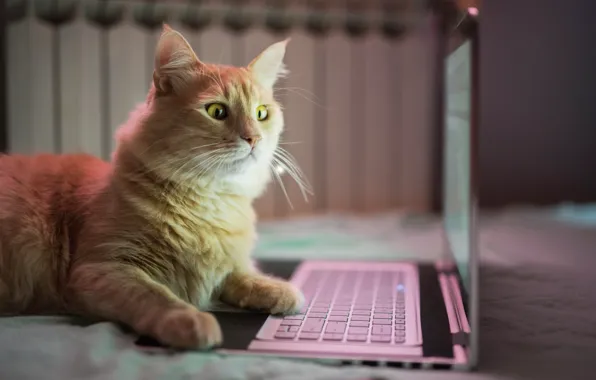 Cat, cat, look, face, room, surprise, red, bed