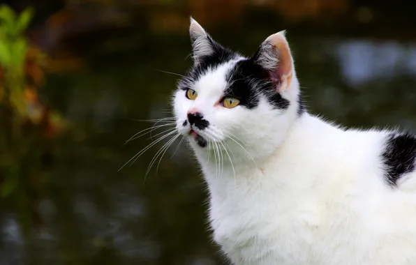 Cat, cat, look, face, nature, the dark background, kitty, background